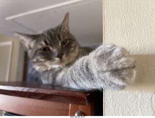 cat Potato lurking on top of my tape collection