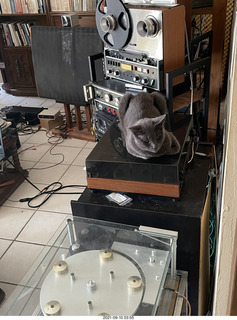 my cat Jane on top of my Linn turntable
