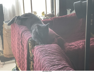 cats Potato and Max inspect a new box with cat Devin