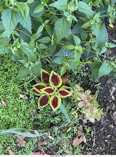 Rayzel garden