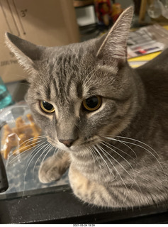 cat Potato lurking on top of my tape collection