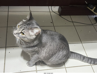 cat Potato on top of my tape collection + Adam