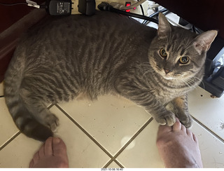 cat Potato resting on my feet