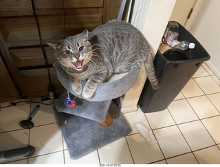 first day with visiting cat Potato