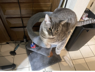 cats Devin and Potato