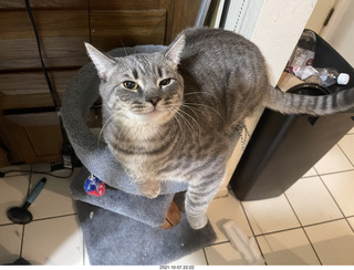 first day with visiting cat Potato