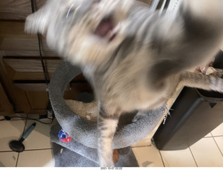 cat Potato resting on my feet