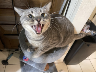 cat Potato resting on my feet