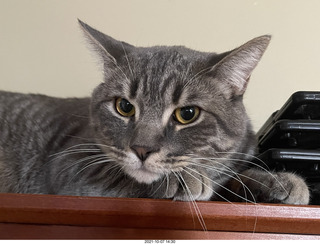 first day with visiting cat Potato