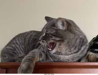 first day with visiting cat Potato