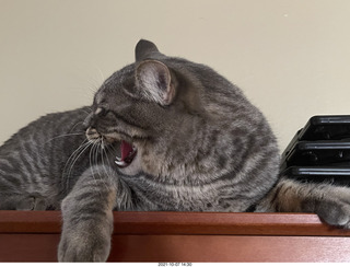 first day with visiting cat Potato