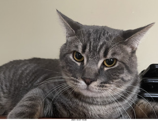 first day with visiting cat Potato