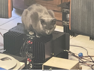 cat Jane in my hifi room