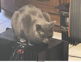 cat Jane in my hifi room