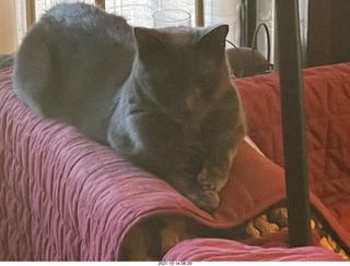 my cat Devin in the hifi room