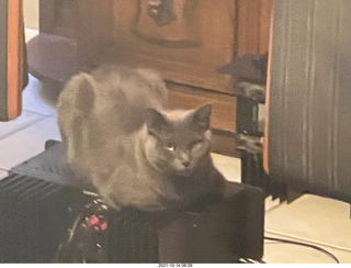 cat Jane in my hifi room