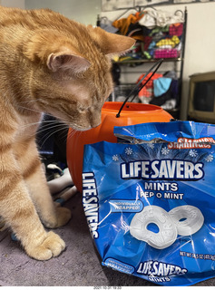 1041 a18. my cat Max and Pep-O-Mint life savers