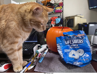1044 a18. my cat Max and Pep-O-Mint life savers