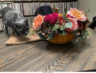 pumpkin flower arrangement + my cat Devin