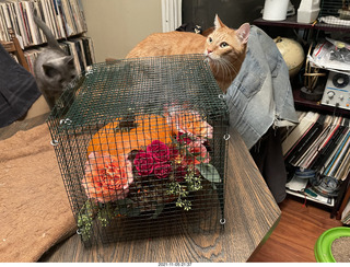 1045 a19. pumpkin flower arrangement + my cat Max