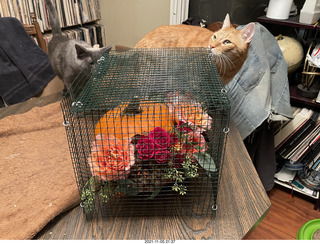 1046 a19. pumpkin flower arrangement + my cat Max