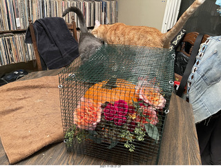 1049 a19. pumpkin flower arrangement + my cats Max and Devin