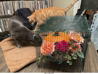 1051 a19. pumpkin flower arrangement + my cats Max and Devin