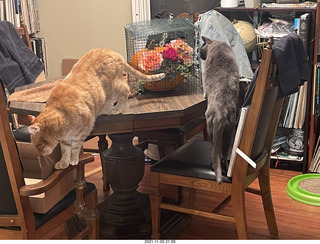 1058 a19. pumpkin flower arrangement in a cage with my cats Max and Devin