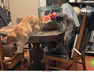 1059 a19. pumpkin flower arrangement in a cage with my cats Max and Devin