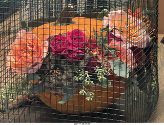 pumpkin flower arrangement in a cage with my cat Max