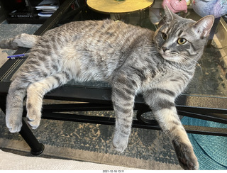 cat Potato - he doesn't know he's going to have a live-in friend