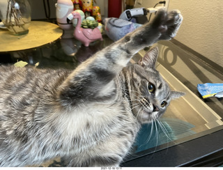 cat Potato - paw attack