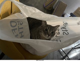 cat Potato in a bag