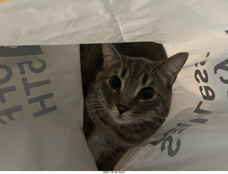 cat Potato in a bag