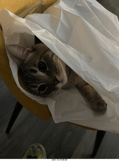 cat Potato in a bag
