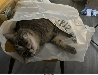 cat Potato - paw attack