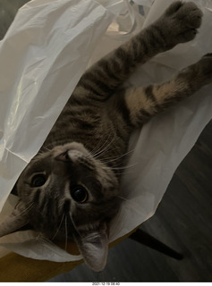 cat Potato in a bag