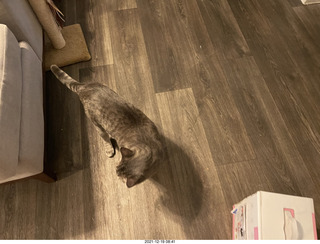 cat PIckle in her new home