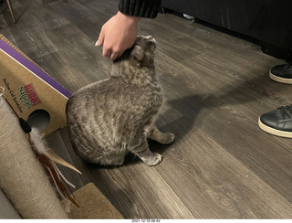 cats Potato and Pickle meeting each other