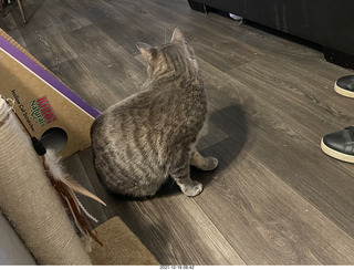 cats Potato and Pickle meeting each other