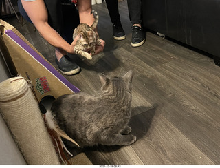 kitten Pickle in her new home