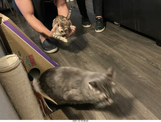 kitten Pickle in her new home