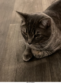 kitten Picle with cat Potato