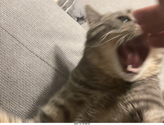 kitten Picle with cat Potato