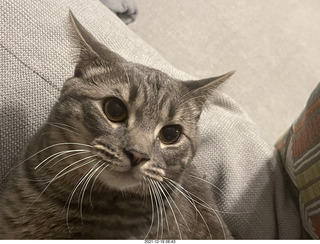 kitten Picle with cat Potato