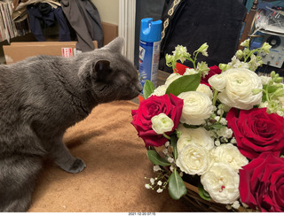 flowers and my cat Devin