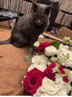 flowers and my cat Devin