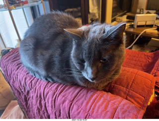my cat Devin and my birthday flower bouquet