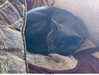 cats Davin, Jane, and Max
