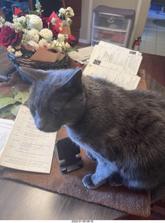 my cat Devin and flowers